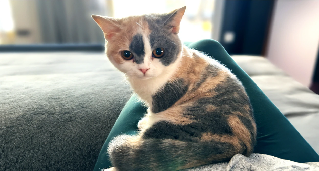 Irise Bonicat